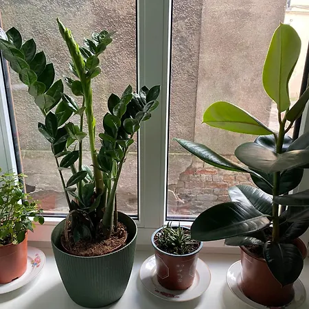 Orient Express In The Center Of 公寓 里加